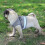 (M,Black)Cat Harness, Cat Harness Escape Proof, Pet Harness 3