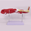 Human Lower Limbs Leg Muscles Blood Vessels Nerves Structure Model 7