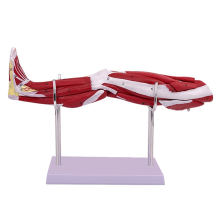 Human Lower Limbs Leg Muscles Blood Vessels Nerves Structure Model
