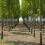 Tree Insect Barrier Tape, Cicada Tree Wrap Protection Tape 5