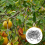Outil de pliage de branches à angle ouvert pour arbres fruitiers (25 pièces) 6