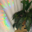 Łapacz słońca Rainbow Maker Rainbow Maker Pamiątkowy łapacz słońca H 4