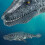 Lifelike Mosasaurus Toy with 500mAh Battery and Waterproof System 3