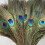 Pack Of 25pc Natural Peacock Feathers 10-12 Inch 1