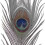Pack Of 25pc Natural Peacock Feathers 10-12 Inch 2