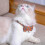 Collier De Chiot, Colliers Avec Cloche, Colliers Pour Animaux De Compagnie blue 3