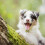 2 Extra Loud Cat & Dog Bells | Pet Tracker | Save Birds & Wildlife YNP 5
