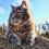 2 Extra Loud Cat & Dog Bells | Pet Tracker | Save Birds & Wildlife YNP 3