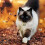 2 Extra Loud Cat & Dog Bells | Pet Tracker | Save Birds & Wildlife YNP 4