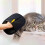 Glove for removing pet hair, mesh fabric, multipurpose, lightweight, for 5