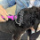 Pet Grooming Tool- 2 Sided Undercoat Rake-MXBC 4