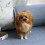 kid toy Simulation Model Simulation Pomeranian Dog Model Toys 5