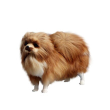 kid toy Simulation Model Simulation Pomeranian Dog Model Toys