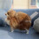 kid toy Simulation Model Simulation Pomeranian Dog Model Toys 4