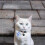 (2pcs) Mini-Tracker for Cats Puppies Universal High Sensitivity Positioner for Children Elder 3