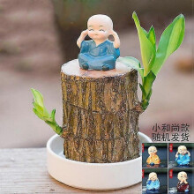 Mini Brazil Lucky Wood - Magical Sprouting Lucky Bamboo Wood - Hydroponic Potted Plant Stump Small Mini Plant - Hydroponic Lucky Wood - Indoor Office