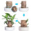 (B,15CM)Hydroponic lucky wood for office - Mini Brazil bamboo stump 3