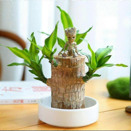 (B,10CM)Hydroponic lucky wood for office - Mini Brazil bamboo stump