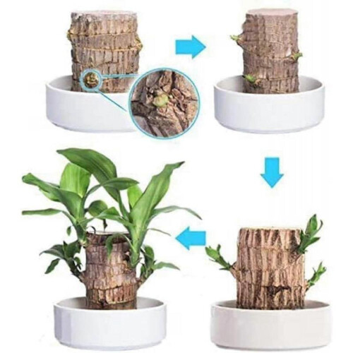 (A,15CM)Hydroponic lucky wood for office - Mini Brazil bamboo stump 2