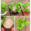 (A,15CM)Hydroponic lucky wood for office - Mini Brazil bamboo stump 5