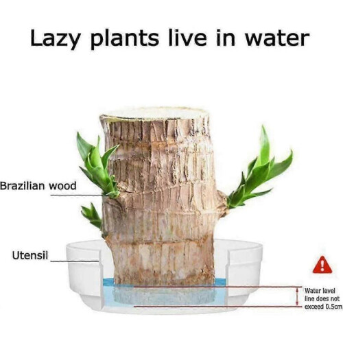(A,15CM)Hydroponic lucky wood for office - Mini Brazil bamboo stump 1