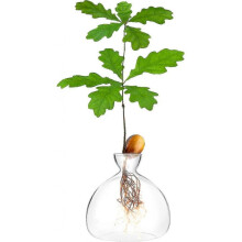Acorn Sprouting Seed Starter Planter Vase Terrariums Pot Acorn Tree Growing Kit Deco Glass Bulb Propagation Vases Grow Acorn Trees At Home Acorn Tree