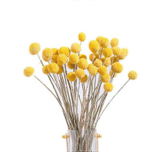 40 Pcs Dried Craspedia Flowers - Decorative Dried Button Balls for Floral Arrangements & Home Decor