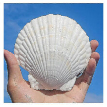 10pcs White Scallops Shell 4-5inch Seashells Large Natural From Sea Beach Seashells for Crafting for Diy Fish Tank Vase Filler-yujia