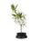 Black Round Ikebana Kenzan Needle Flower Pin Flower Decoration Fixed Arranging Tool (70mm) 2