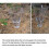 Rain gauge, 20.5 cm long, suitable for garden and school projects 2