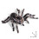 2Pcs 9.5cm Realistic Spider Insect Model Toy Scary Prop 4