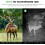 Trail Camera with Night Vision 4K Game Camera, 0.05s Trigger Motion Activated Hunting Camera(Green) 5