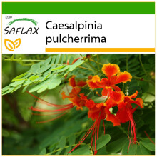SAFLAX  - Pfauenstrauch - Caesalpinia - 10 Samen - Mit Substrat
