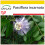SAFLAX Anzucht Set - Passionsblume - Passiflora - 5 Samen 1