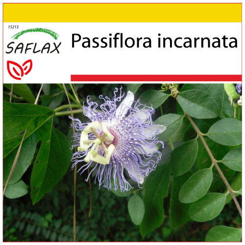 SAFLAX Anzucht Set - Passionsblume - Passiflora - 5 Samen