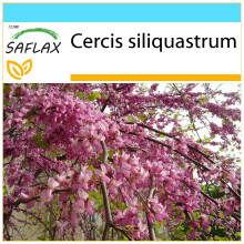 SAFLAX Geschenk Set - Liebesbaum - Cercis - 60 Samen