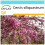 SAFLAX Geschenk Set - Liebesbaum - Cercis - 60 Samen 1