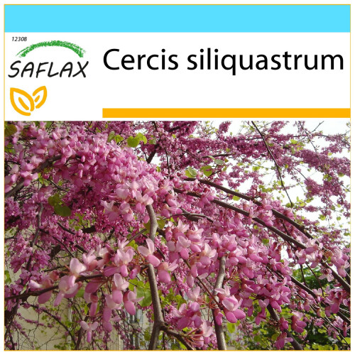 SAFLAX Geschenk Set - Liebesbaum - Cercis - 60 Samen
