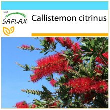 SAFLAX Geschenk Set - Lampenputzer - Callistemon - 400 Samen
