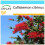 SAFLAX Geschenk Set - Lampenputzer - Callistemon - 400 Samen 1