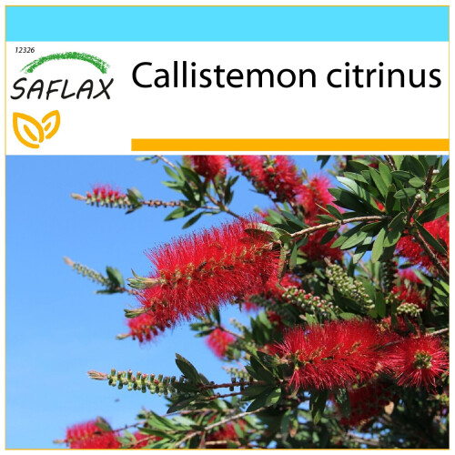 SAFLAX Geschenk Set - Lampenputzer - Callistemon - 400 Samen