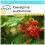 SAFLAX Geschenk Set - Pfauenstrauch - Caesalpinia - 10 Samen 1
