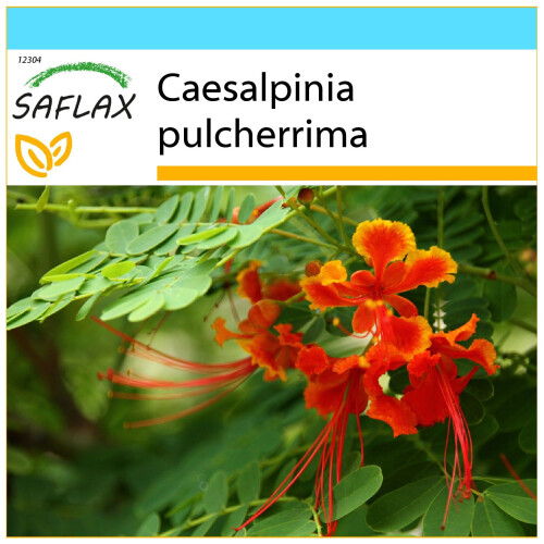 SAFLAX Geschenk Set - Pfauenstrauch - Caesalpinia - 10 Samen