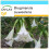 SAFLAX Geschenk Set - Engelstrompete / Weiß - Brugmansia - 10 Samen 1
