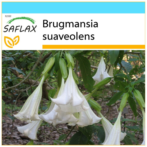 SAFLAX Geschenk Set - Engelstrompete / Weiß - Brugmansia - 10 Samen