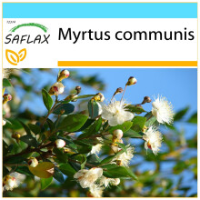 SAFLAX Geschenk Set - Echte Myrte - Myrtus - 30 Samen