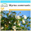 SAFLAX Geschenk Set - Echte Myrte - Myrtus - 30 Samen 1