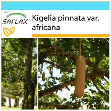 SAFLAX Geschenk Set - Leberwurstbaum - Kigelia - 10 Samen