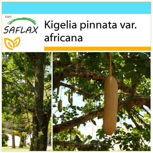 SAFLAX Geschenk Set - Leberwurstbaum - Kigelia - 10 Samen