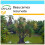 SAFLAX Geschenk Set - Flaschenbaum - Beaucarnea - 10 Samen 1